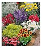 BALDUR Garten Bunter Staudengarten, 9 Pflanzen, Staudenbeet, rote Astilbe, weißes Schleierkraut, Kokardenblume, blaue Glockenblume, rosa Federnelke, gelber Frauenmantel, rubinroter Bartfaden etc.