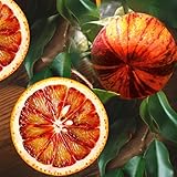 Orangenbaum Arcobal 70-100 cm - Citrus Sinensis 'Arcobal' - Regenbogen Orange, Fruchtig, Aromatisch, Perfekt für Garten & Terrasse – Exklusive Züchtung, Ideal für Frischverzehr und Saft
