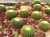 Goldkugelkaktus, Schwiegermutterstuhl - Echinocactus grusonii - 20 Samen !!!