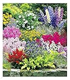 BALDUR Garten Buntes Staudenbeet 'Multi-Colour', 12 Pflanzen, Staudengarten, Stauden-Sortiment, 3x Rittersporn, Schleierkraut, Phlox, Sonnenhut, Prachtscharte, Astilben, Schafgarbe & Kugeldistel
