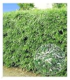BALDUR Garten Winterharte Bambus-Hecke, 10 Pflanzen, Fargesia murielae Simba, Sichtschutz, pflegeleicht, Fargesia murielae Simba, Löwenbambus, Mähnenbambus