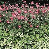 Herbst-Anemone 'Prinz Heinrich' rot, 3 Liter Topf