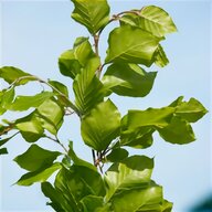 hainbuche gebraucht kaufen