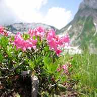 alpenrose gebraucht kaufen