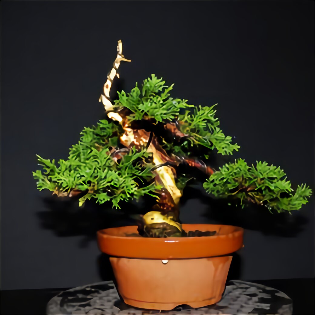 Gro er Bonsai gebraucht kaufen  Nur 4 St bis 60 g nstiger