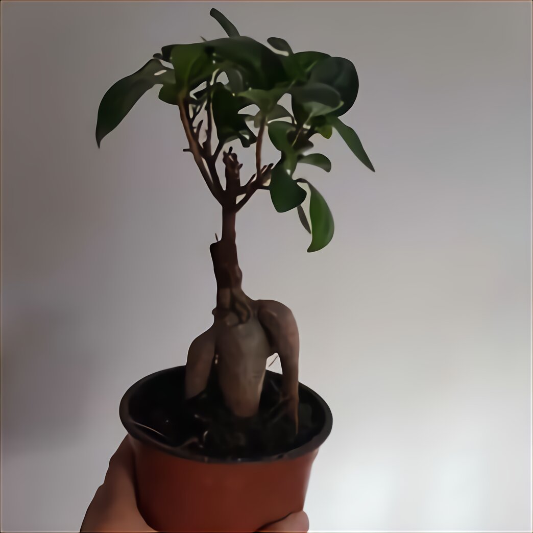 Gro er Bonsai gebraucht kaufen  Nur 4 St bis 60 g nstiger