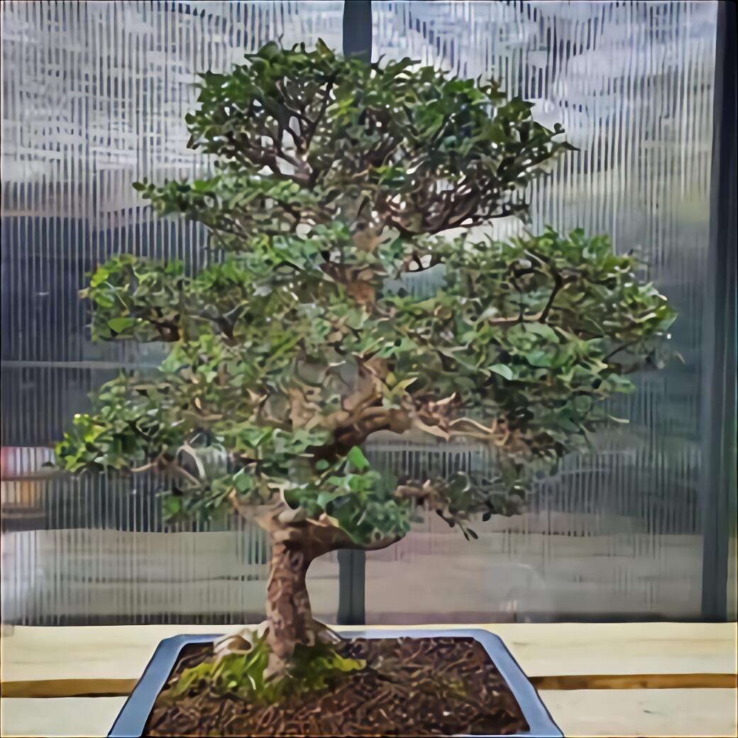  Bonsai  Indoor gebraucht  kaufen  Nur 3 St bis 60 g nstiger