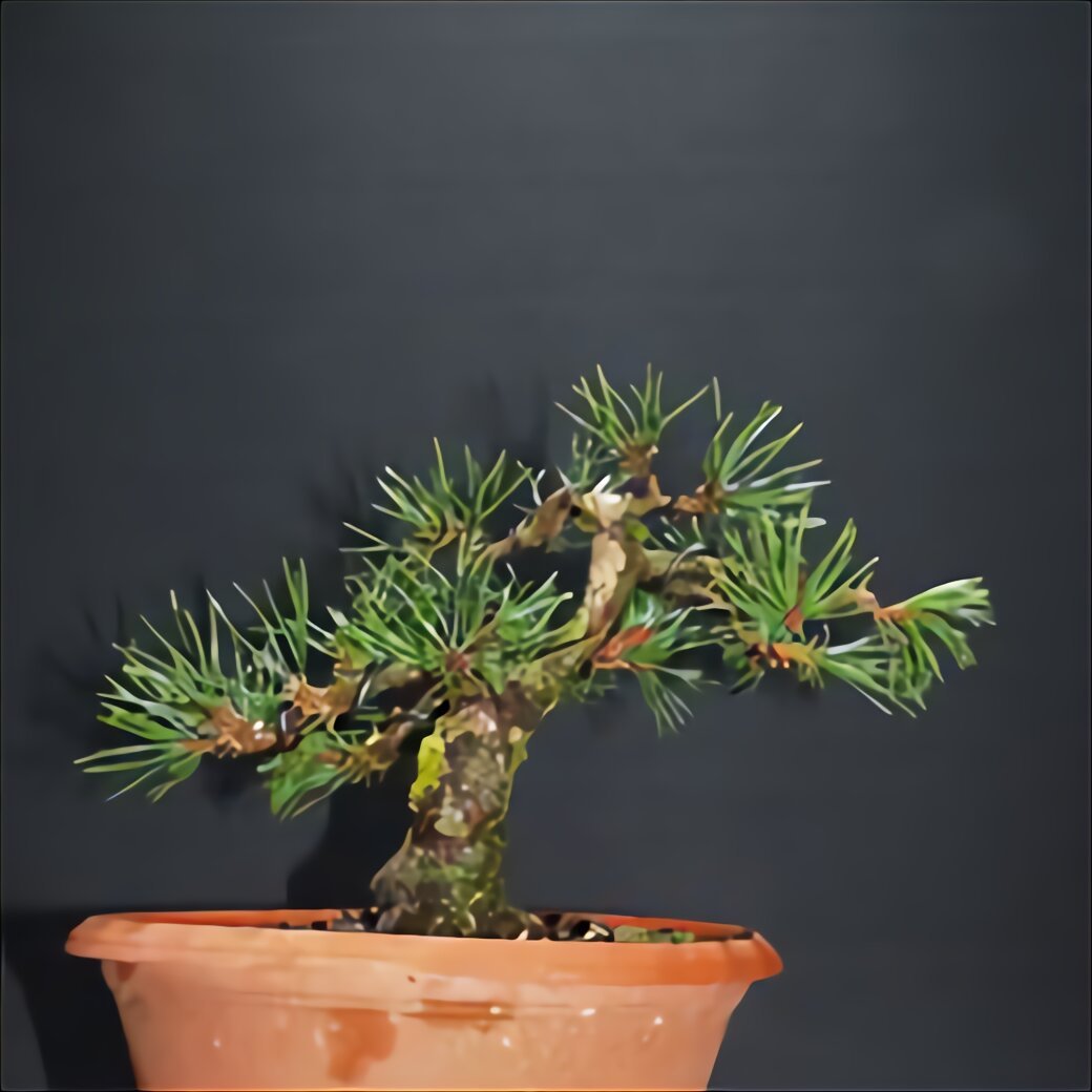  Bonsai  Indoor gebraucht  kaufen  Nur 3 St bis 60 g nstiger