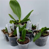 phalaenopsis gebraucht kaufen