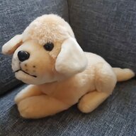 golden retriever gebraucht kaufen