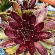 sempervivum gebraucht kaufen