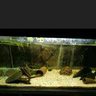 komplettaquarium gebraucht kaufen