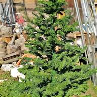 großer bonsai gebraucht kaufen