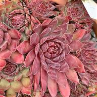 sempervivum gebraucht kaufen