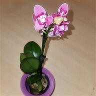 phalaenopsis gebraucht kaufen