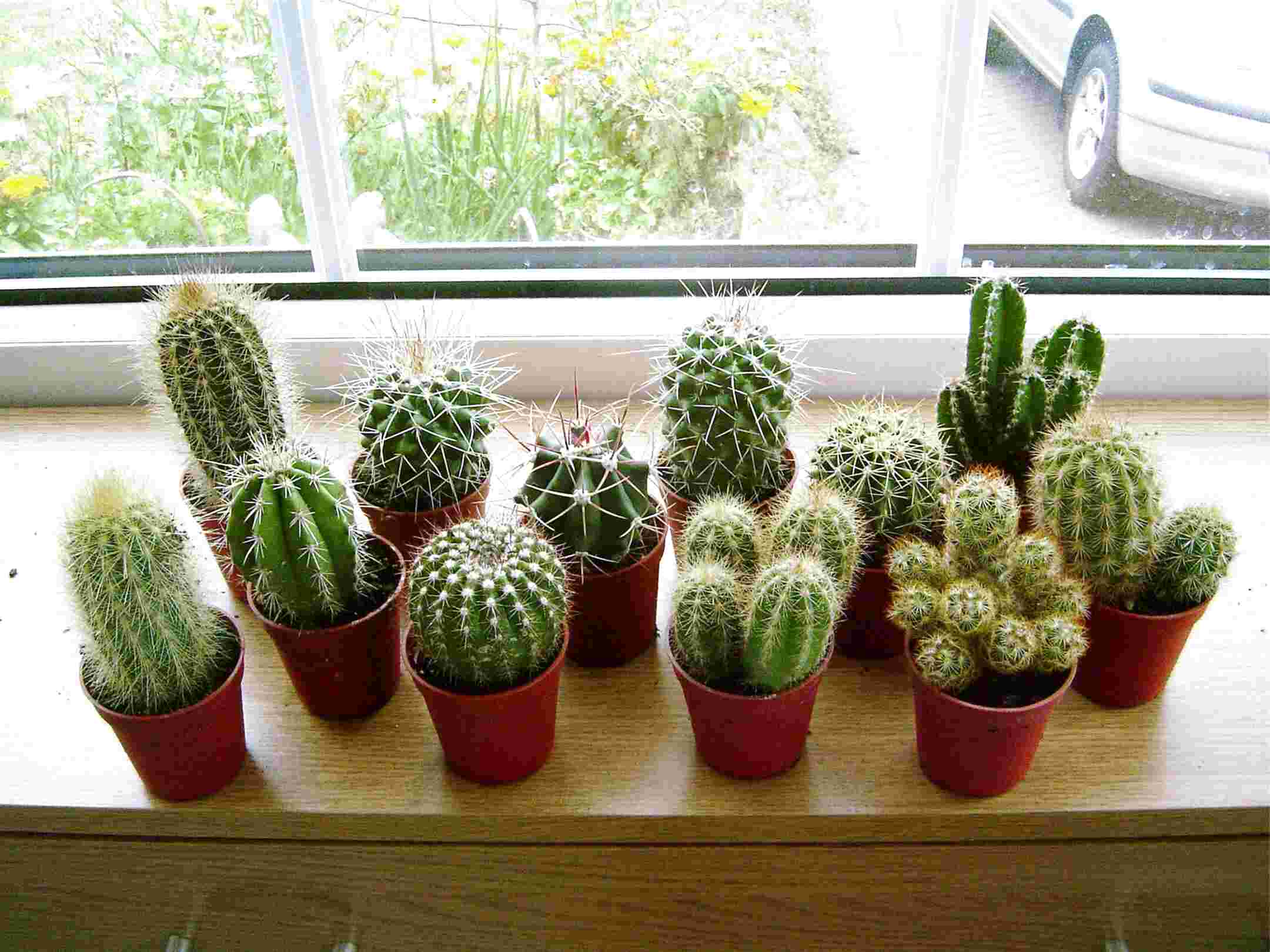  Mini  Kaktus  gebraucht kaufen Nur noch 4 St bis 60 