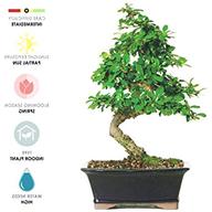 bonsai indoor gebraucht kaufen