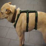 sicherheitsgeschirr hund gebraucht kaufen