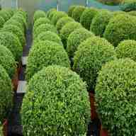 buxus kugel gebraucht kaufen