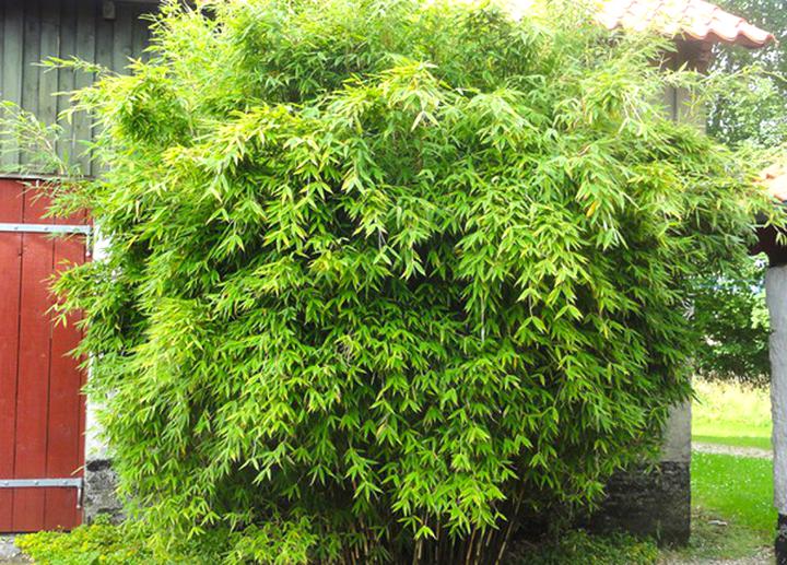  Bambus  Fargesia Murielae gebraucht kaufen Nur 2 St bis 