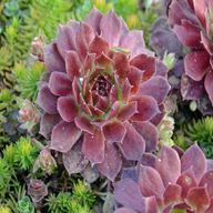 sempervivum gebraucht kaufen