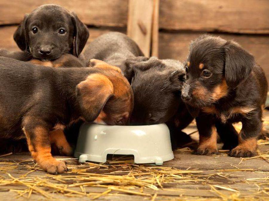 Junge Hunde gebraucht kaufen! 4 St. bis 65 günstiger