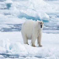 polar gebraucht kaufen