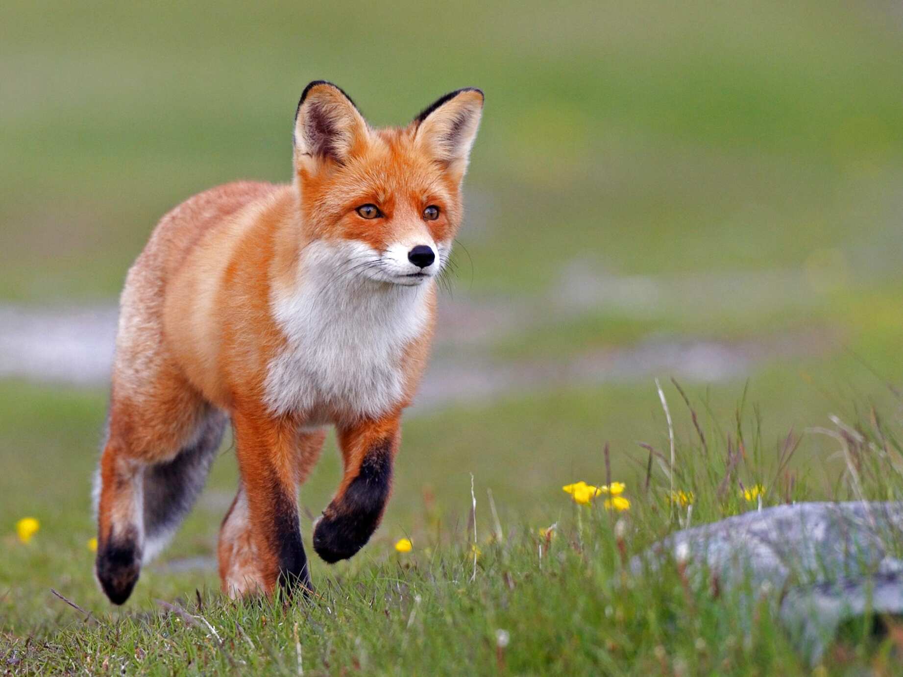 Fuchs Bilder Gebraucht Kaufen Nur Noch 2 St Bis 70 Gunstiger