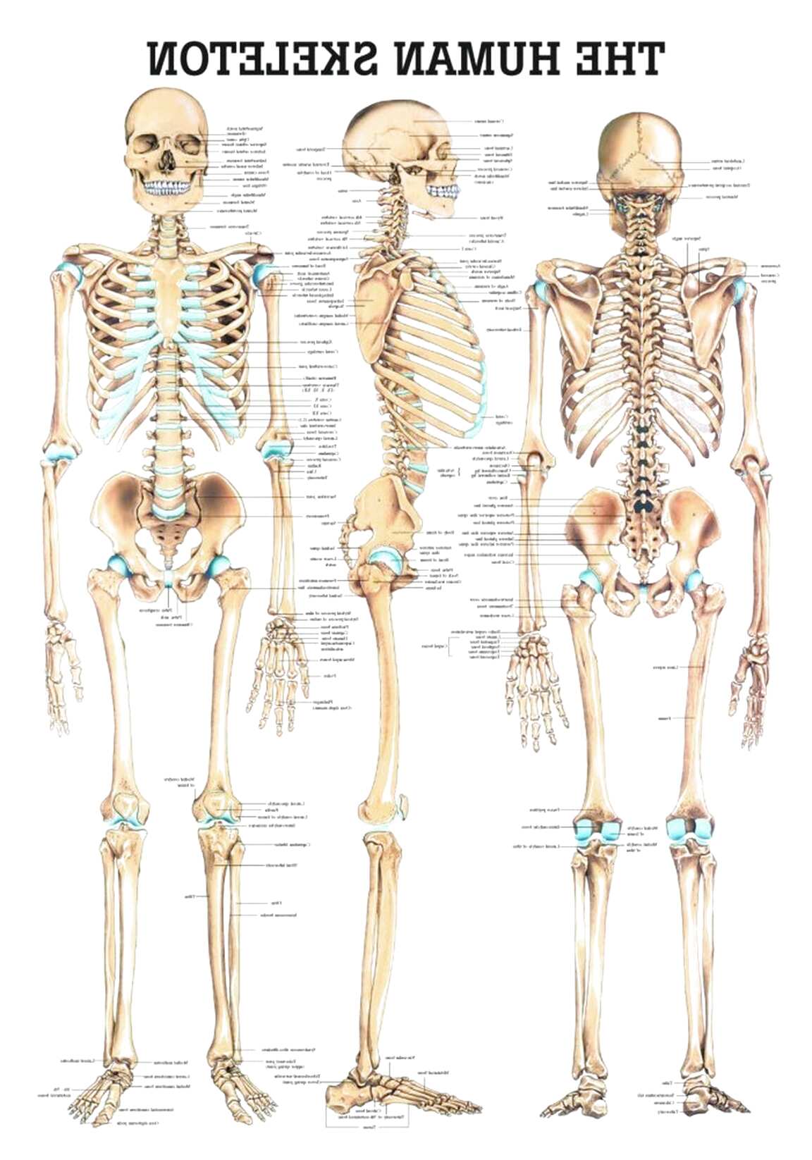 Anatomie Skelette Gebraucht Kaufen 2 St Bis 60 Gunstiger