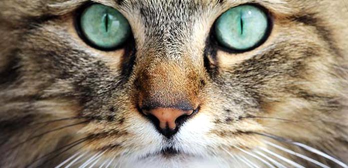 Katzen Augen Gebraucht Kaufen Nur Noch 2 St Bis 60 Günstiger