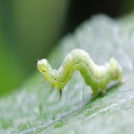 kleinraupe gebraucht kaufen