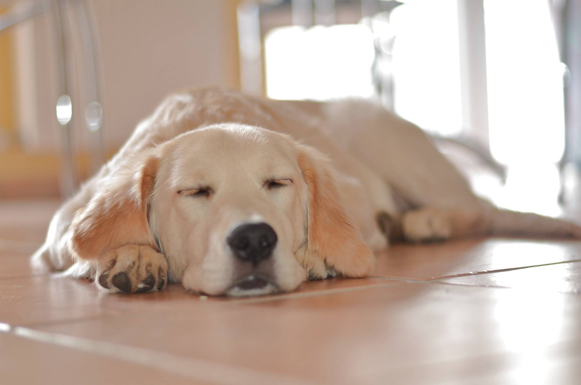 Schlafender Hund gebraucht kaufen! 4 St. bis 60 günstiger